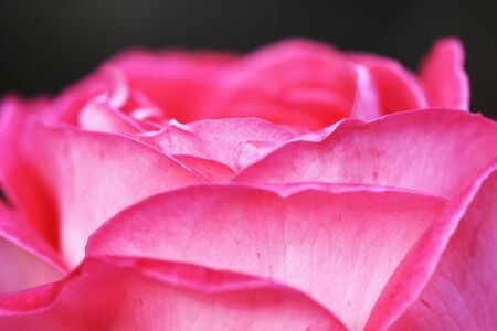 rose and rose bud,Gran Canaria,Spainの写真素材