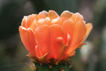 cactus opuntia,Gran Canaria,Spainの写真素材