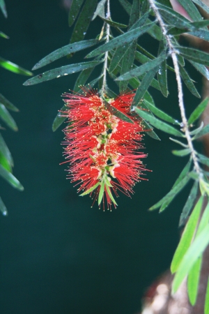 callistemon viminalis,Gran Canaria,Spainの写真素材