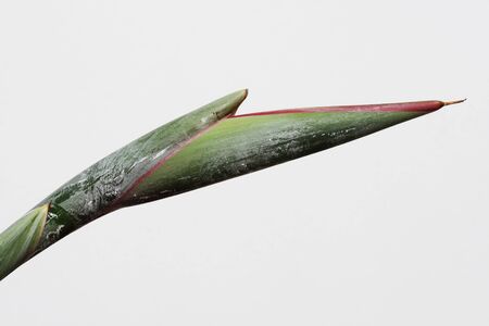 strelitzia,Gran Canaria,Spainの写真素材