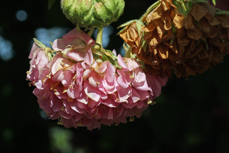 dombeya wallichii,Gran Canaria,Spain