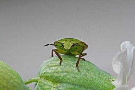 carpocoris pudicus,Gran Canaria,Spainの写真素材