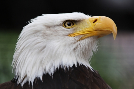 bald eagle,Gran Canaria,Spainの写真素材