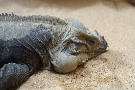 rhinoceros iguana,Gran Canaria,Spain