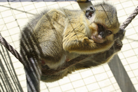 Angolan talapoin,Gran Canaria,Spain