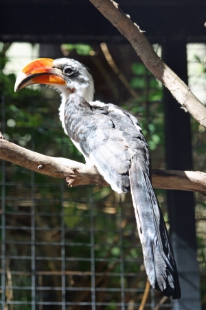 von der Decken s toko,Gran Canaria,Spainの写真素材
