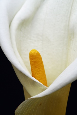 calla zantedeschia aethiopica,Gran Canaria,Spainの写真素材