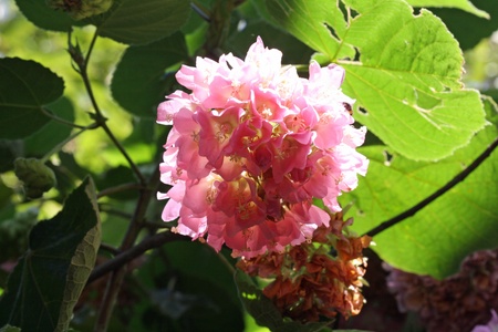 dombeya wallichii,Gran Canaria,Spainの写真素材