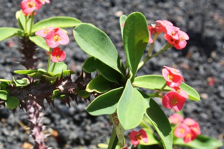 christ plant,Gran Canaria,Spainの写真素材