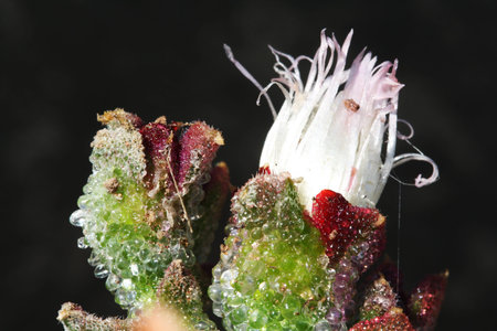 mesembryanthemum crystallinum,Gran Canaria,Spain