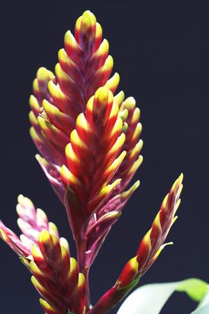 bromeliad, Gran Canaria, Spainの写真素材