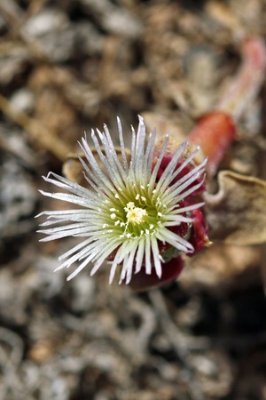 mesembryanthemum crystallinum,Gran Canaria,Spainの写真素材