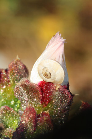 mesembryanthemum crystallinum,Gran Canaria,Spainの写真素材
