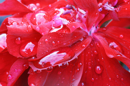 geranium,Gran Canaria,Spainの写真素材