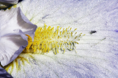 iris,Gran Canaria,Spain