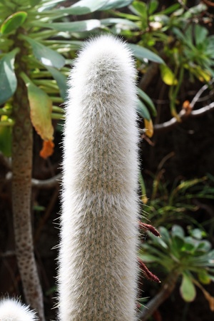 cactus cleistocactus strausii,Gran Canaria,Spainの写真素材