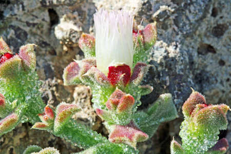mesembryanthemum crystallinum,Gran Canaria,Spainの写真素材