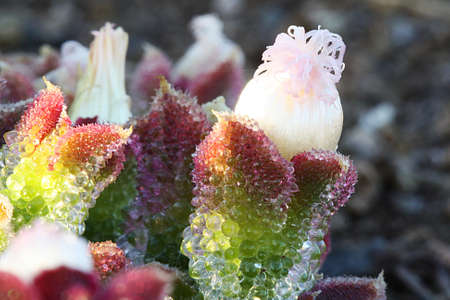 mesembryanthemum crystallinum,Gran Canaria,Spainの写真素材