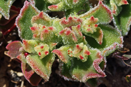 mesembryanthemum crystallinum,Gran Canaria,Spain