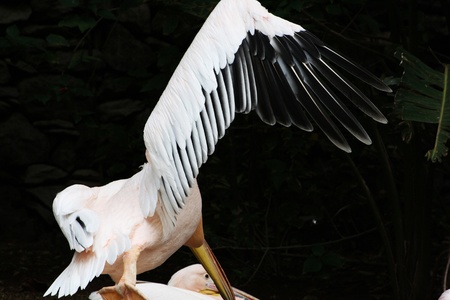 great white pelican,Gran Canaria,Spainの写真素材