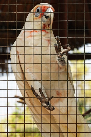long-billed corella,Gran Canaria,Spainの写真素材