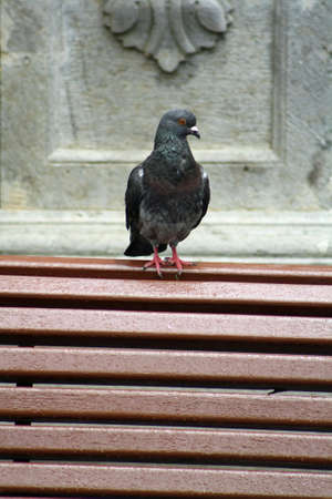 pigeon,Gran Canaria,Spainの写真素材