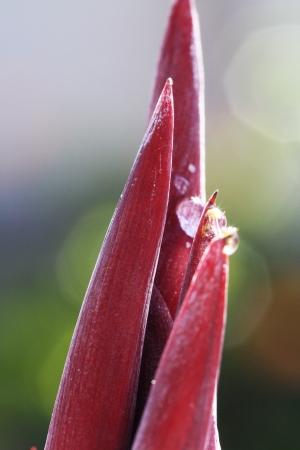 canna indica,Gran Canaria,Spainの写真素材