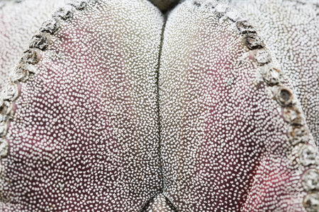 cactus astrophytum myriostigma,Gran Canaria,Spainの写真素材