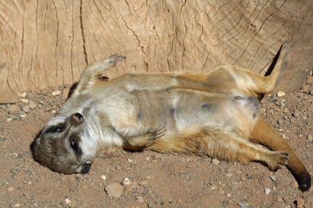 meerkat,Gran Canaria,Spainの写真素材