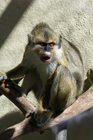 Angolan talapoin,Gran Canaria,Spain