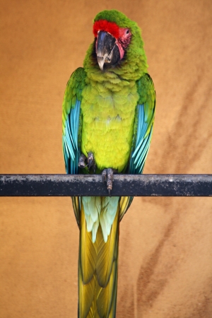 great green macaw,Gran Canaria,Spainの写真素材