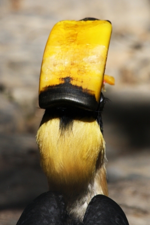 great hornbill,Gran Canaria,Spainの写真素材