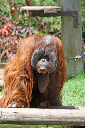 bornean orangutan,Gran Canaria,Spainの写真素材
