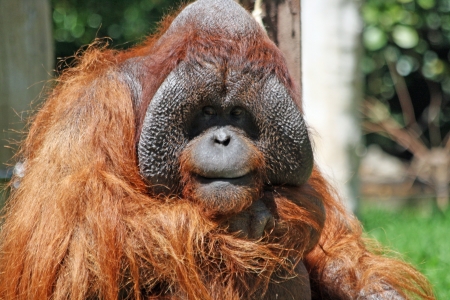 bornean orangutan,Gran Canaria,Spainの写真素材