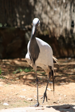 demoiselle crane,Gran Canaria,Spainの写真素材
