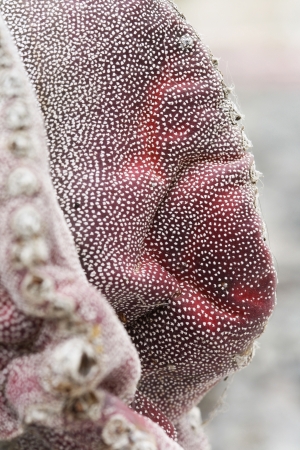 cactus astrophytum myriostigma,Gran Canaria,Spainの写真素材