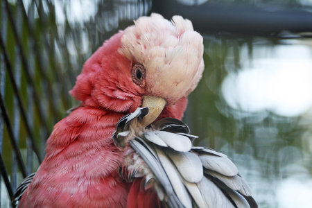 galah,Gran Canaria,Spain