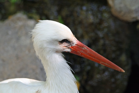 white stork,Gran Canaria,Spain