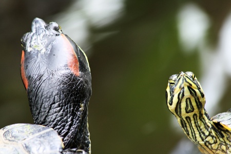 red-eared slider,Gran Canaria,Spainの写真素材