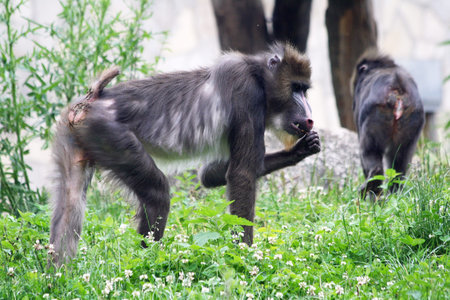 mandrill,Gran Canaria,Spain