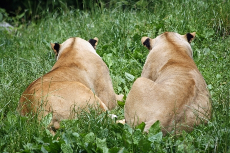 lion,Gran Canaria,Spainの写真素材