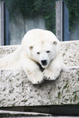 polar bear,Gran Canaria,Spainの写真素材