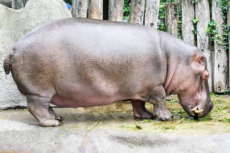 hippopotamus,Gran Canaria,Spainの写真素材