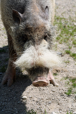 bornean bearded pig,Gran Canaria,Spain