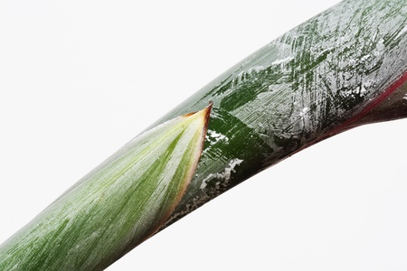 strelitzia,Gran Canaria,Spainの写真素材