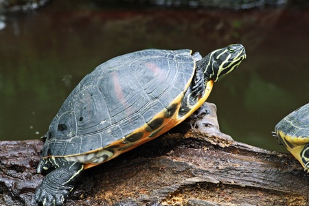 yellow-bellied slider,Gran Canaria,Spainの写真素材