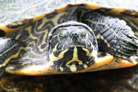 yellow-bellied slider,Gran Canaria,Spain