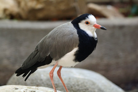 long-toed lapwing,Gran Canaria,Spainの写真素材