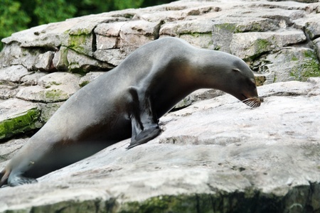californian sea lion,Gran Canaria,Spainの写真素材