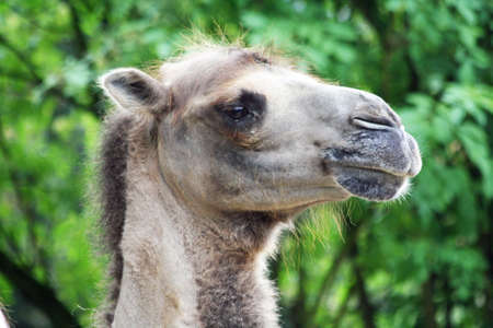 bactrian camel,Gran Canaria,Spainの写真素材
